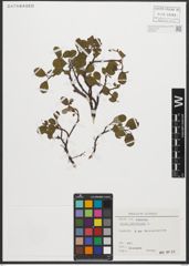 Foto von Salix reticulata L.